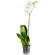 White Phalaenopsis orchid in a pot. Omsk